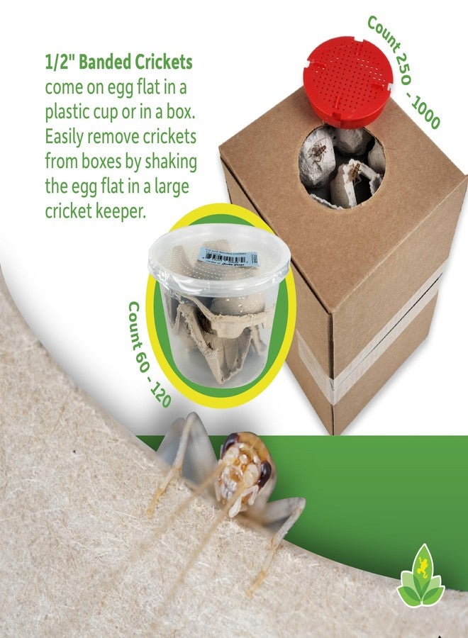 صراصير جوش المخططة مقاس 1/2 بوصة (1000 حبة) - Image 5